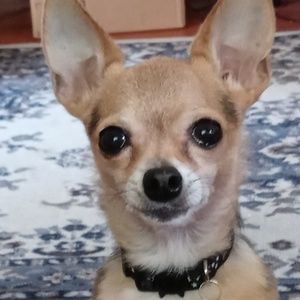 Meet your Posher, Allie